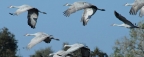 Sandhill Cranes take flight: 858x337